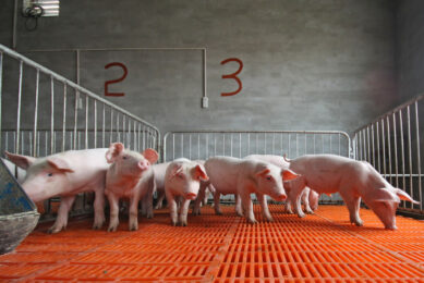 By incorporating phytogenics into animal feed, farmers can improve the overall health and productivity of their livestock, reduce the need for antibiotics, and promote more sustainable farming practices. Photo: Shutterstock