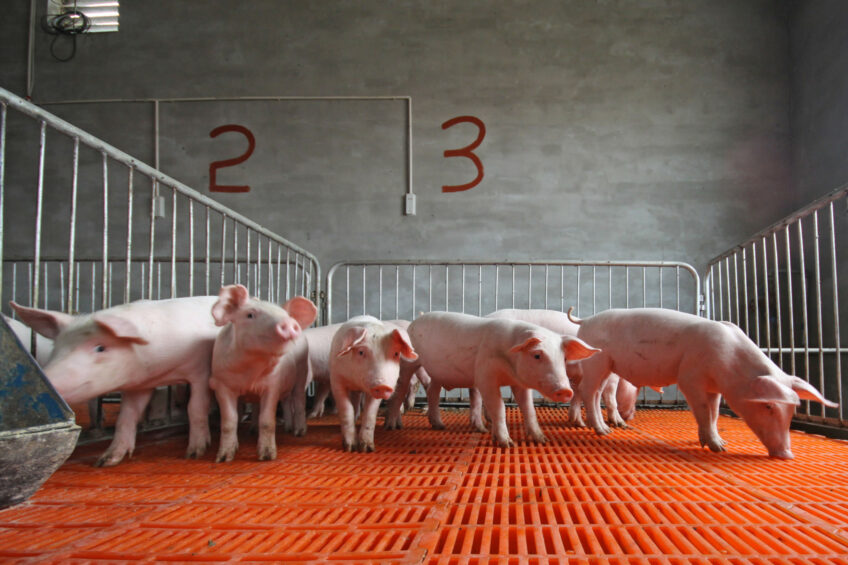 By incorporating phytogenics into animal feed, farmers can improve the overall health and productivity of their livestock, reduce the need for antibiotics, and promote more sustainable farming practices. Photo: Shutterstock