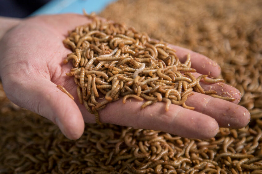 novel feed ingredients