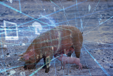 New sow model offers insight into feed needs