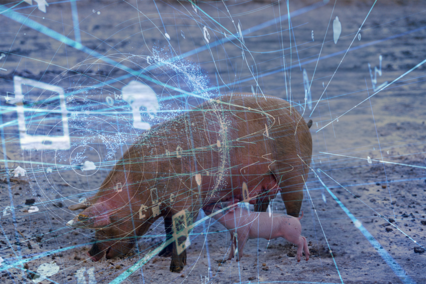 New sow model offers insight into feed needs