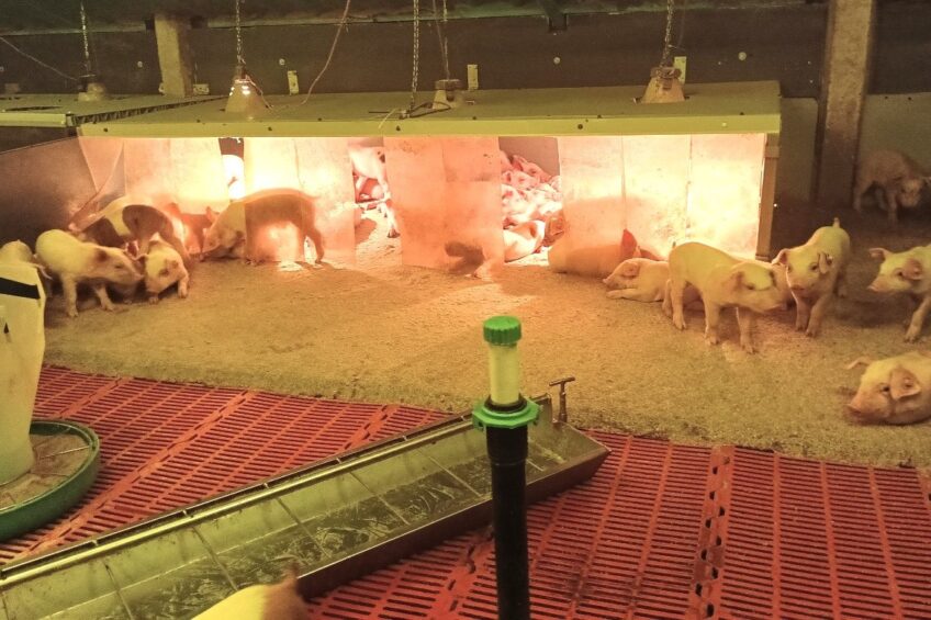small piglets