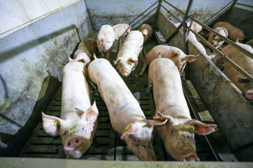 gilt selection
