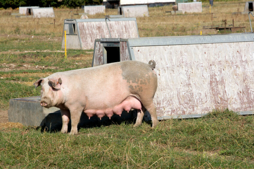 A sow at an outdoor pig farm in the UK. Photo: Henk Riswick
