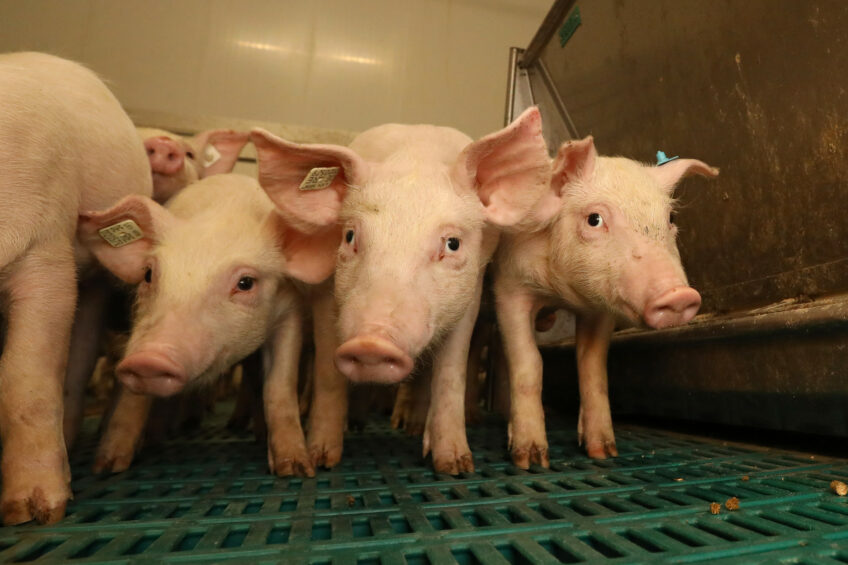 A team of Thai researchers examined the effects of supplementing the feed additive B. licheniformis on the microbiota composition of sow colostrum and milk and subsequent diarrhoea incidence in piglets. Photo: Henk Riswick