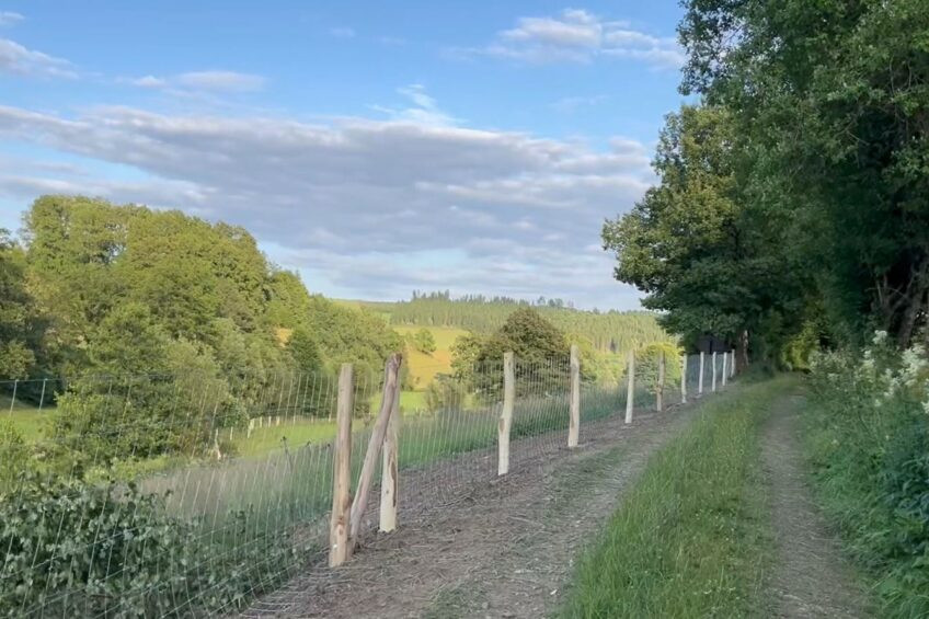 A fence to prevent wild boar from migrating as it is being built in Olpe district, North Rhine Westphalia, Germany. Photo: Olpe district