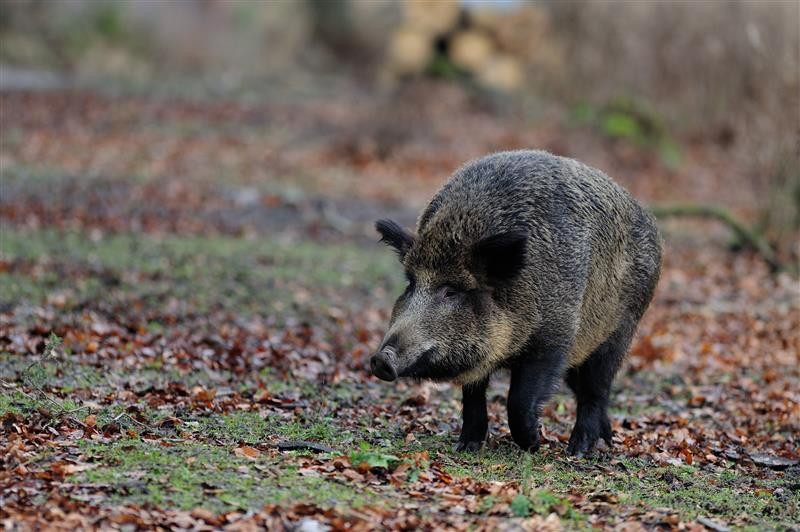 A healthy wild boar - the infected animal that was found in Siegen-Wittgenstein district allegedly had been dead for a few weeks already. Photo: Shutterstock