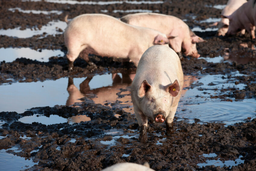 Pigs waddling in the mud. Photo: Hans Banus