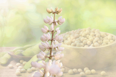 Could white lupins be used as a replacement of soybean meal in growing/finishing pigs’ diets? Photo: Canva