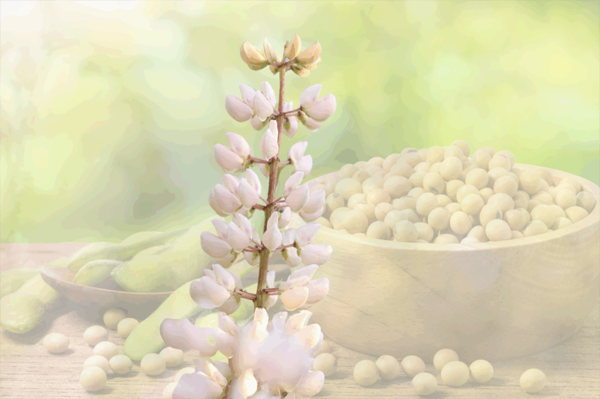 Could white lupins be used as a replacement of soybean meal in growing/finishing pigs’ diets? Photo: Canva