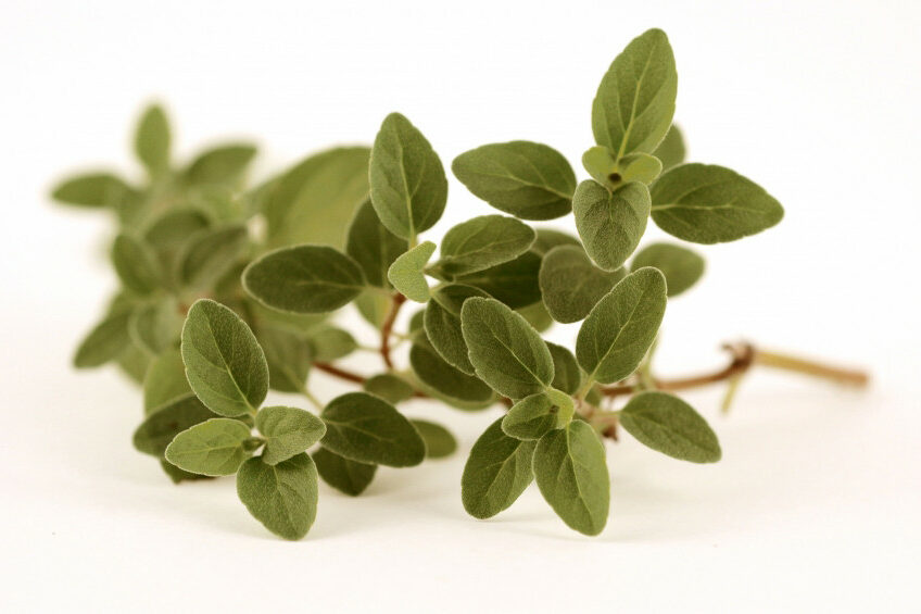 Close up of oregano - one of the many plants used for phytobiotics production. Photo: Dreamstime.