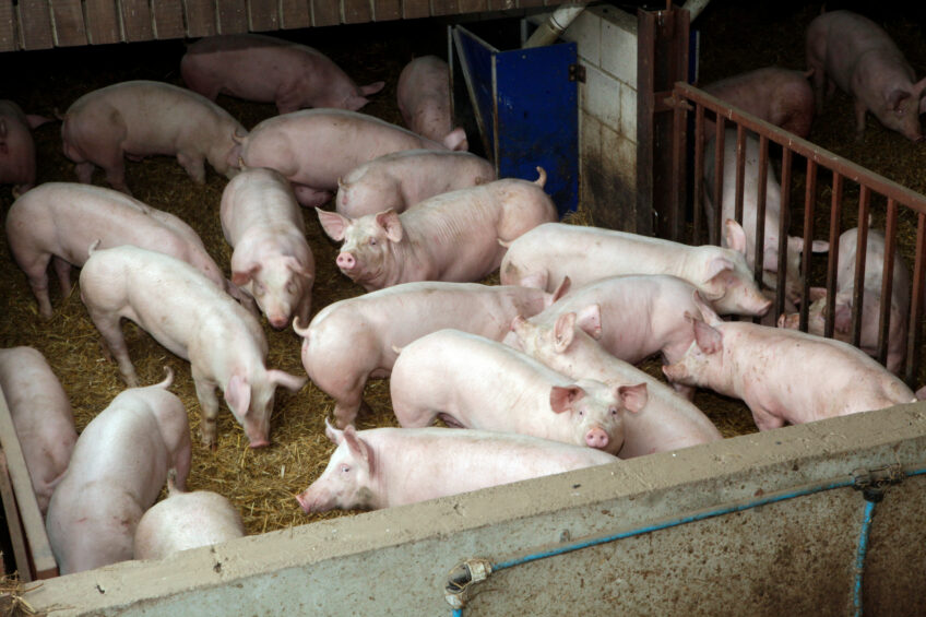 Finisher pigs on a UK farm - this one was not involved in the cases described in this article. Photo: Henk Riswick