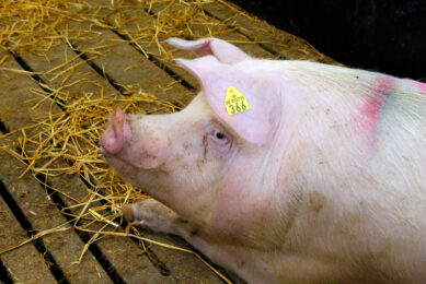 Highly prolific sows presumably require more calcium and phosphorus in both gestation and lactation compared to pigs of less prolific genetics. Photo: Henk Riswick