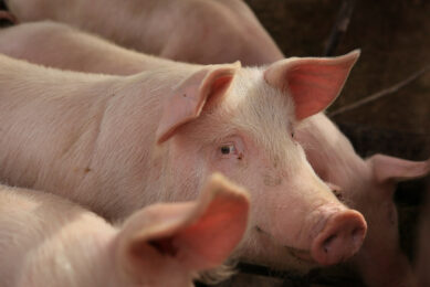 For sows, more is not always better when it comes to trace minerals. Photo: Shuttersstock