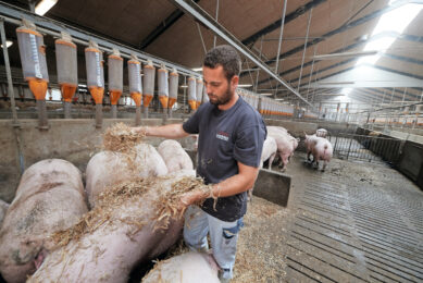 Achieving sow longevity by genetics and management