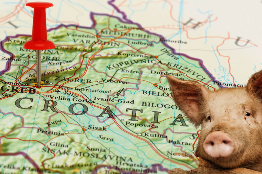 Since June 2023, when ASF first emerged in Croatia, the country has reportedly lost more than 51,000 pigs to ASF. Photo: Canva