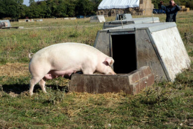 Pictured is a sow in an outdoor facility in the UK. Photo: Henk Riswick