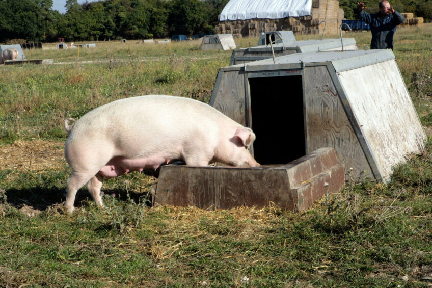 Pictured is a sow in an outdoor facility in the UK. Photo: Henk Riswick
