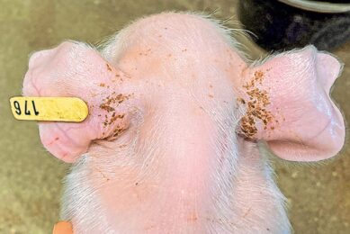 Is necrosis at farrowing detrimental for piglets?