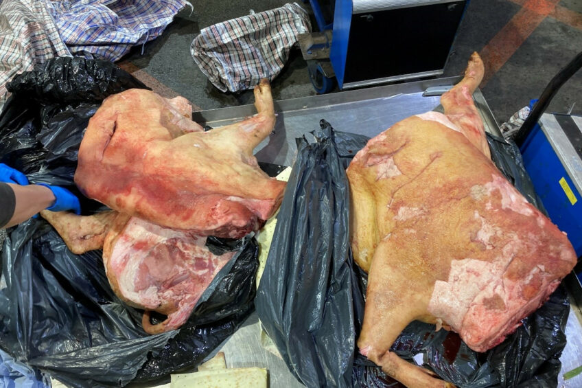 The pig that was stuffed inside a suitcase. Photo: Dover Port Health Authority.