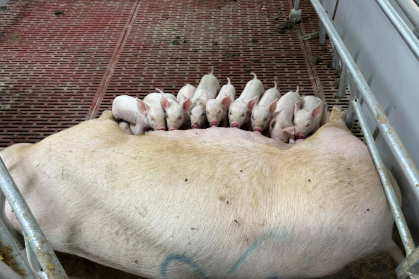 A sow with her piglets in a free lactation regime. Photo: SEGES