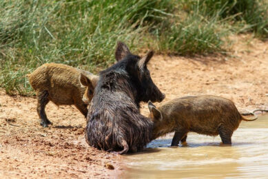 Feral pigs in Australia. Photo: Dreamstime