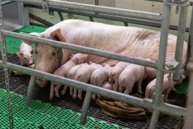 Sow mortality has a great impact - whether it occurs late in gestation or during lactation, einde dracht of in de kraamstal heeft een grote impact. A tailor-made approach can reduce sow mortality. Photo: Koos Groenewold