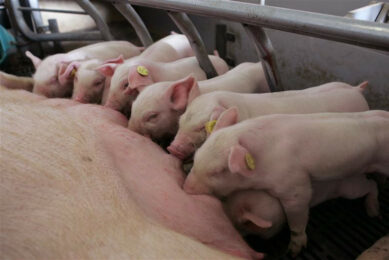 Piglets at a sow at a farm in Denmark. This farm is not related to the overview in the article. Photo: Mark Pasveer