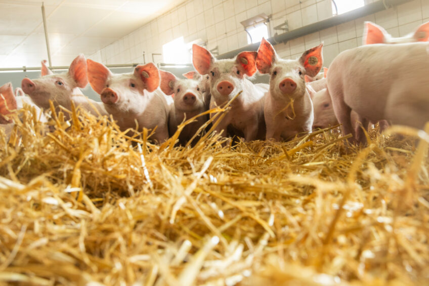 Only a healthy herd can reach its genetic potential. Photo: Ronald Hissink