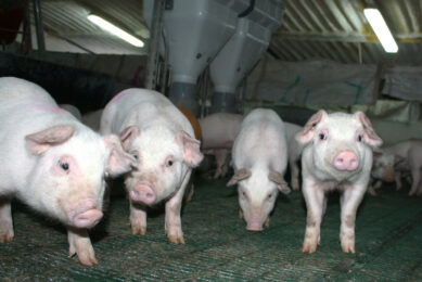 The pig industry in Bulgaria may have recovered after ASF, but challenges remain. Photo: Vincent ter Beek
