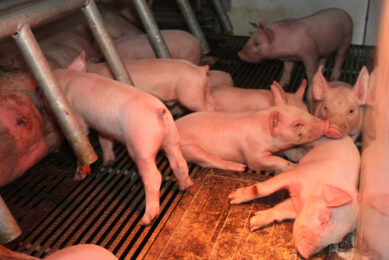 Piglets with the sow on a farm in Lipetsk region, Russia. Photo: Vincent ter Beek