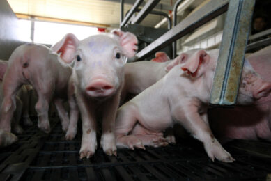 {Healthy piglets on a farm on the Philippine island Luzon. Photo: Vincent ter Beek