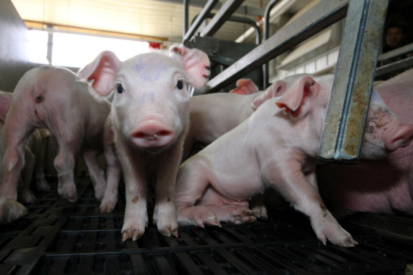 {Healthy piglets on a farm on the Philippine island Luzon. Photo: Vincent ter Beek