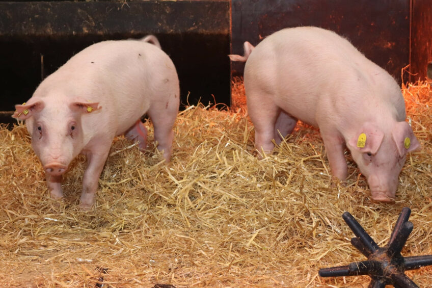Pigs resistant to Classical Swine Fever. Photo: The Roslin Institute