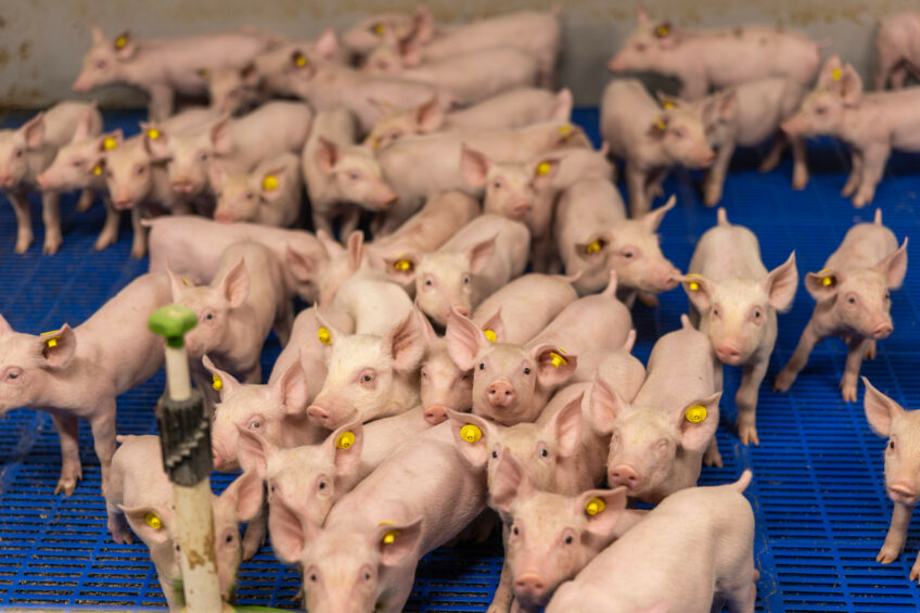 Just weaned piglets at a farm in the Netherlands. Photo: Mark Pasveer