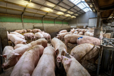 The global sow herd is likely to contract slightly in 2026. Photo: Koos Groenewold