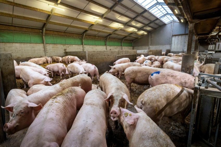 The global sow herd is likely to contract slightly in 2026. Photo: Koos Groenewold