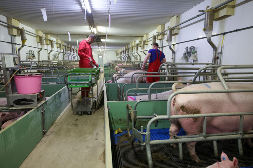 staff pig farm