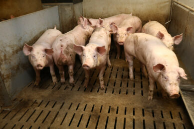 Pigs on a farm in Britanny, France’s powerhouse when it comes down to pig production. Photo: Henk Riswick