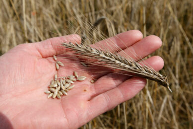 From a nutritional standpoint, rye offers a comparable energy and amino acid profile to barley, making it a promising cost-effective alternative. Photo: Bert Jansen