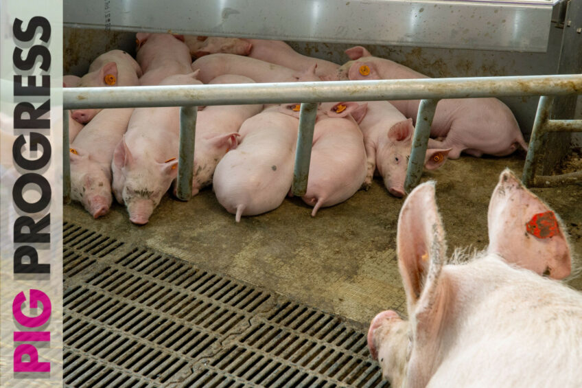 Sows, shade and Spain in Pig Progress 7