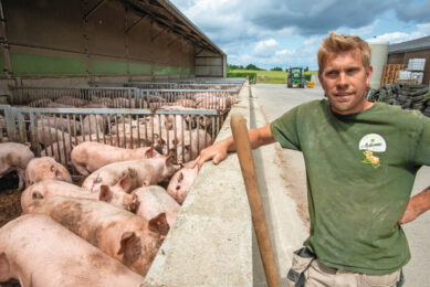 sows family farm
