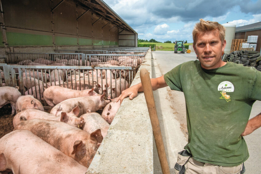 sows family farm