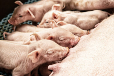 A plant-based combination of functional ingredients – including antioxidant vitamins, willow bark extract, capsaicinoids and lecithin-enhanced fats – proved effective in alleviating oxidative and inflammatory stress around farrowing. Photo: Bewital Agri