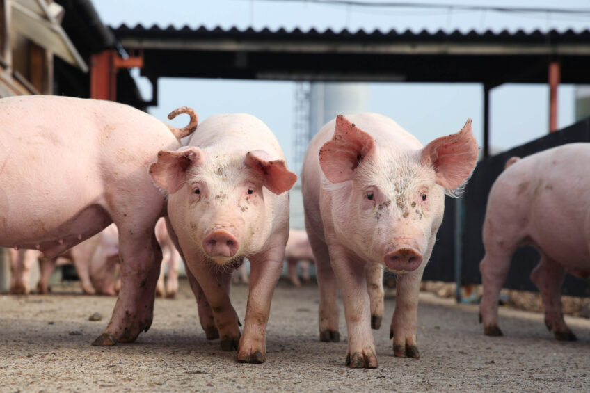 Swine producers face challenges with crude protein costs, sustainability, and health. Cargill Micronutrition & Health Solutions created Aminoreach Dual to optimise protein digestion, now available in Europe. Photo: Cargill