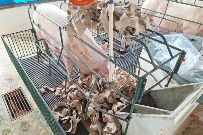 Environmental enrichment is a tool used by producers to optimise farm environments, despite aging infrastructure or limited space. Photos: Matheus S. Monteiro