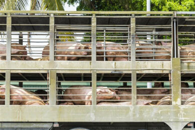 A sight that won't be visible for a few days in Taiwan: pigs being transported. Photo: Dreamstime