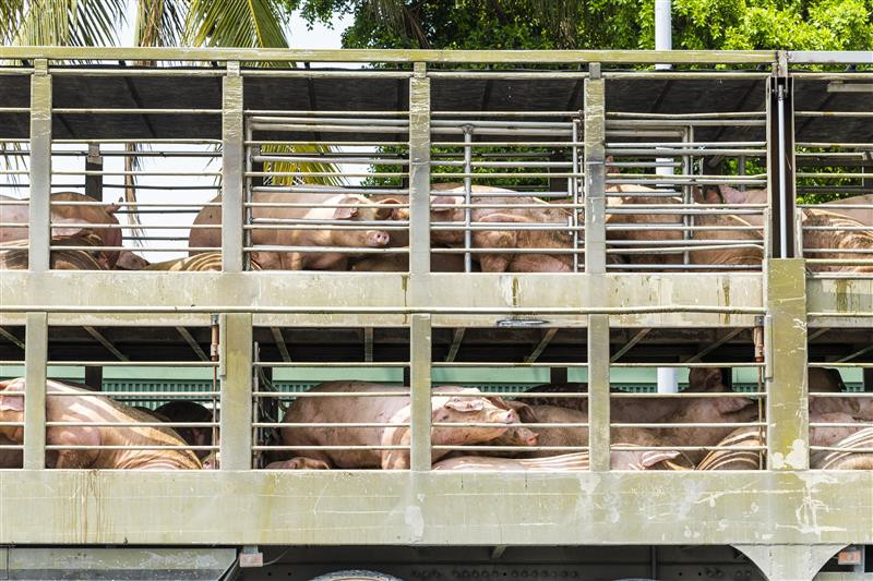 A sight that won't be visible for a few days in Taiwan: pigs being transported. Photo: Dreamstime