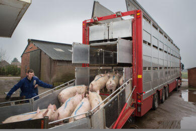 Pig slaughter figures in EU go up – once again
