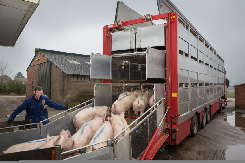 Pig slaughter figures in EU go up – once again